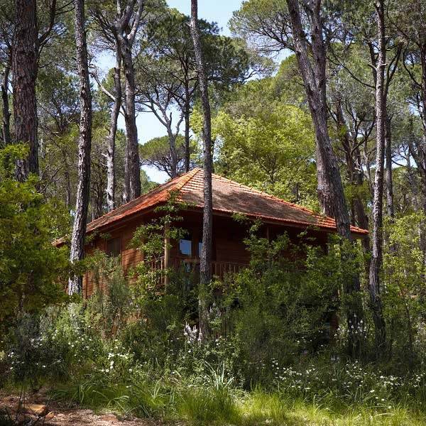 Bungalows La Maison de la Forêt Bkassine